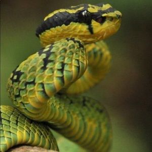 Meet your Posher, Lindzy